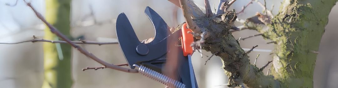 Die besten manuellen Castellari Astscheren und Hochentaster im Angebot bei AgriEuro