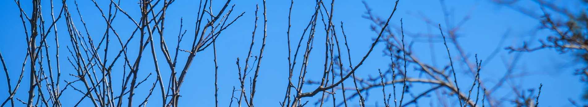 Geräte für den Baum- und Strauchschnitt