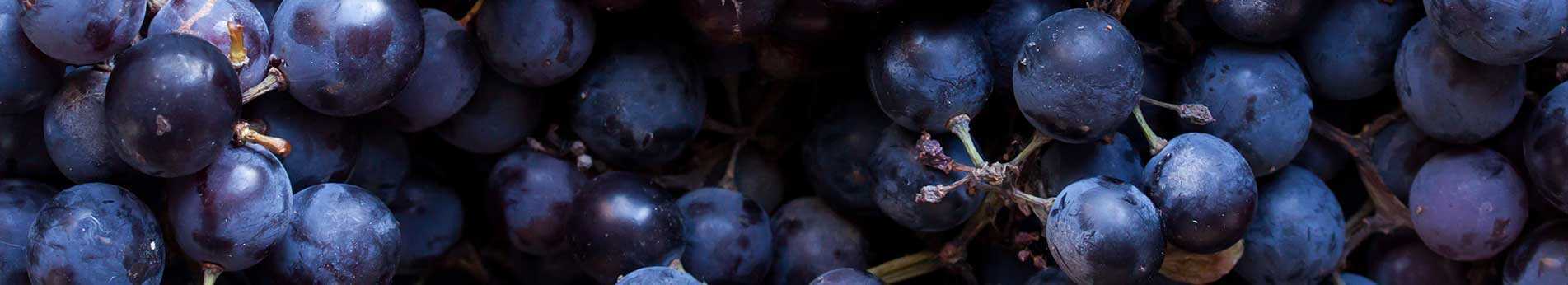 Weinbau, Filtration und Abfüllen