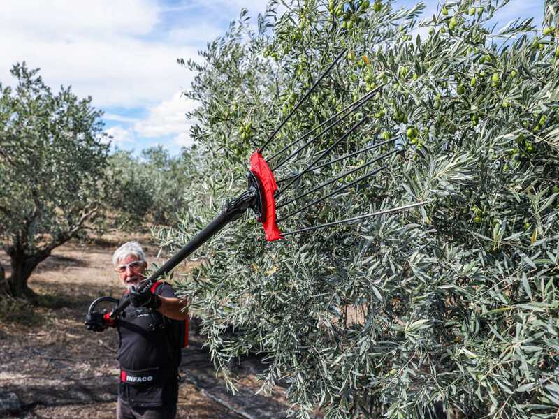 Akku-Olivenr&uuml;ttler Infaco V5000P3AF mit fester Schaft - 48V 17Ah