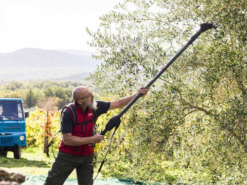 Brumi Ghibli 12V - Akku-Olivenr&uuml;ttler - Carbonschaft  235/315 cm
