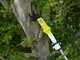 RYOBI Akku-Teleskop-Astschere RY18PLA-0 - 4Ah - 18V - Schnittdurchmesser max. 32 mm
