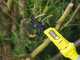 RYOBI Akku-Teleskop-Astschere RY18PLA-0 - 4Ah - 18V - Schnittdurchmesser max. 32 mm