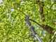 Gardena HighCut 360/18V P4A Akku-Teleskop-Baumschere 18V 2Ah