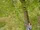 Gardena HighCut 360/18V P4A Akku-Teleskop-Baumschere 18V 2Ah