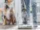 Bissell CrossWave Hydrosteam PET Select - Bodenreiniger Scheuern, Abziehen, Aufsaugen