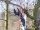 Castellari TUCANO XXL - Teleskop-Baumschere - 240-400 cm - &Oslash; 30 mm