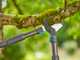 Gardena TeleCut Pro L - Teleskopischer Bypass-Astschere - L&auml;nge 65/90 cm