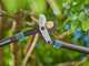 Gardena EnergyCut Pro L - Gartenschere Bypass - 75 cm